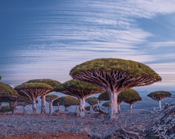 hon-dao-socotra-2-17220754-1708755605.jpg