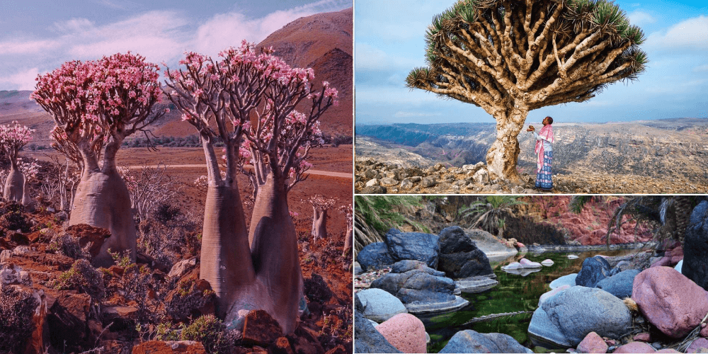 he-sinh-thai-tren-dao-socotra-1710774944.png