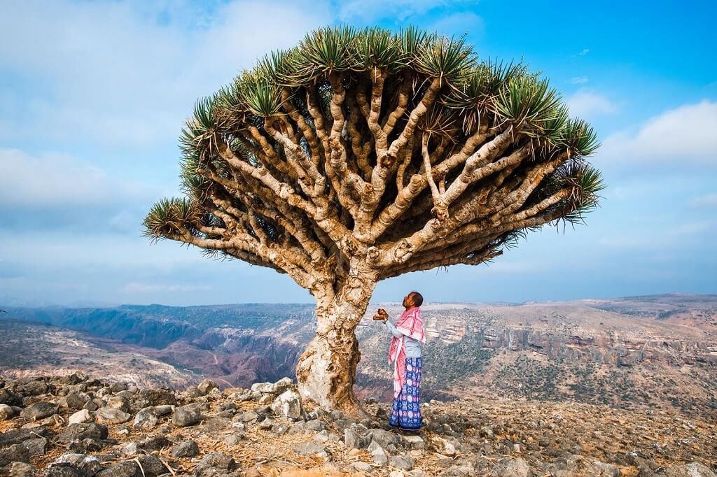 anhthuy1202-202420112430-dao-socotra-yemen1-1710831159.jpg