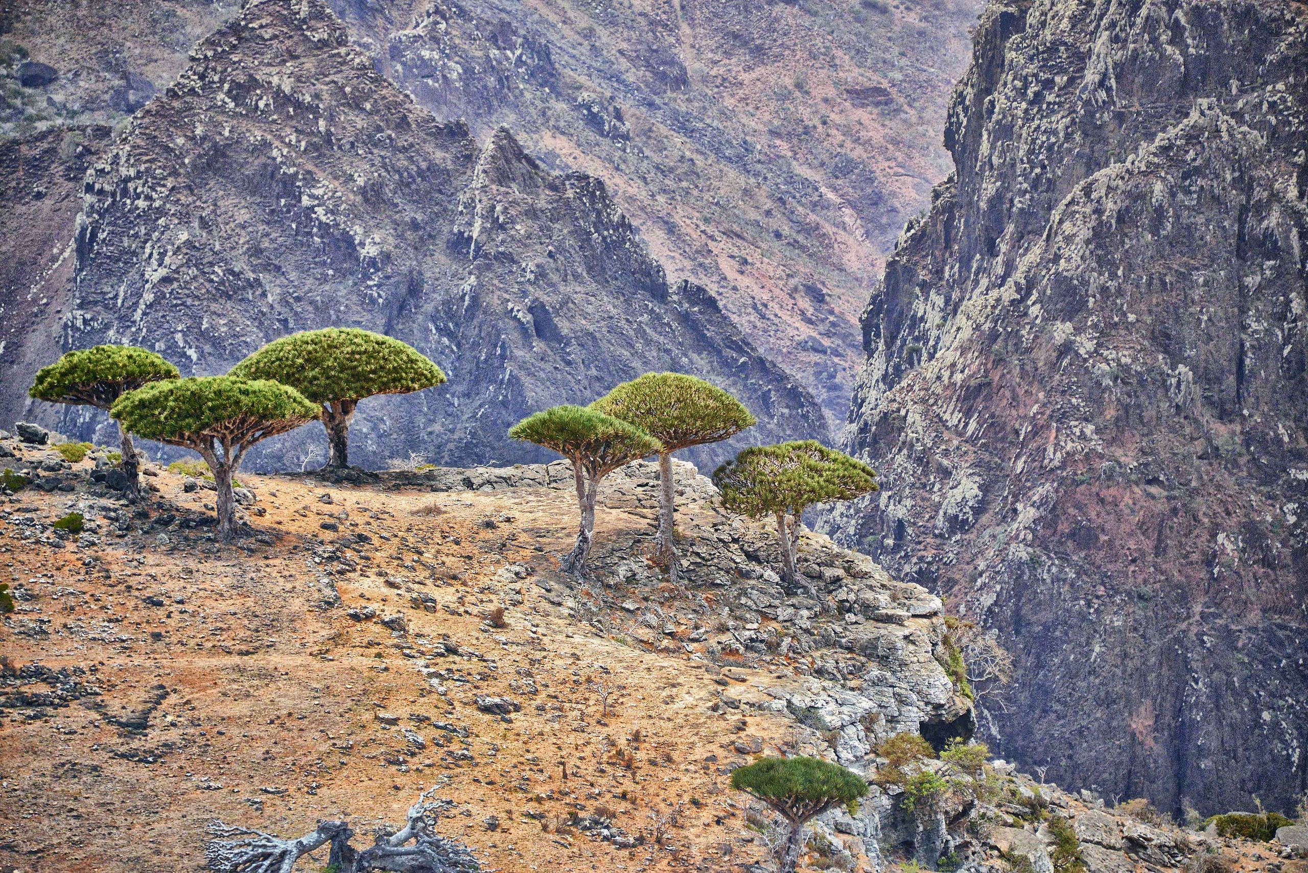 he-sinh-thai-o-socotra-1710854359.jpg