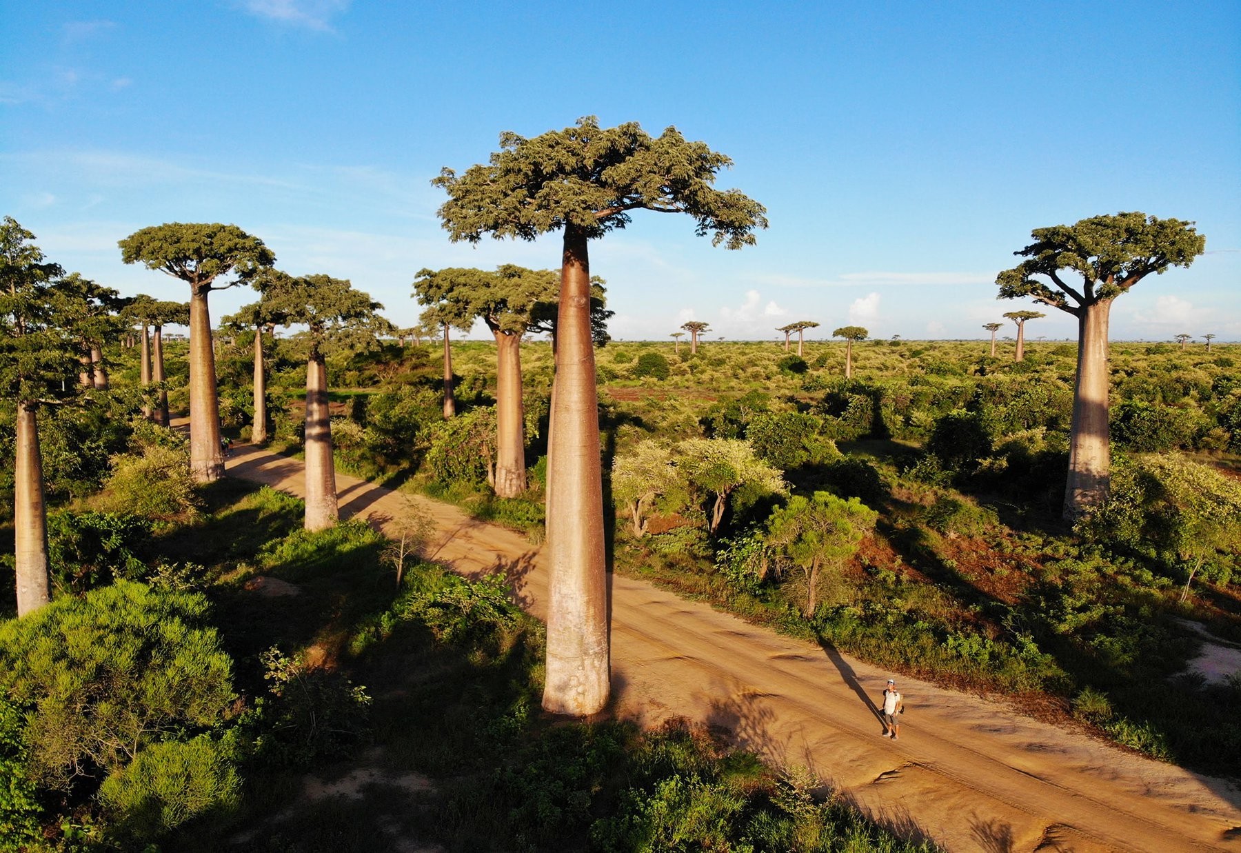cay-baobabs-bieu-tuong-cua-madagascar-1-1711202643.jpg