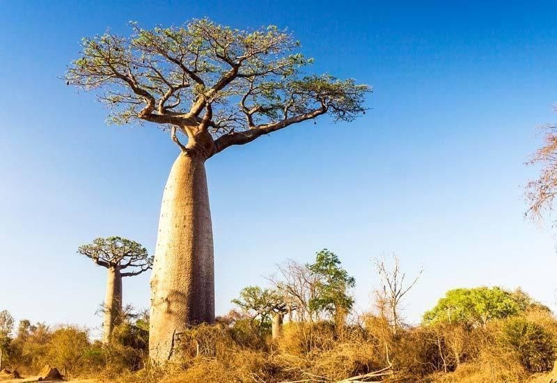 cay-baobabs-bieu-tuong-cua-madagascar-2-1711202643.jpg