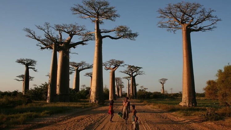 cay-baobabs-bieu-tuong-cua-madagascar-3-1711202643.jpg