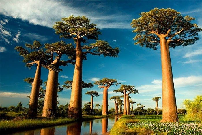 cay-baobabs-bieu-tuong-cua-madagascar-4-1711202643.jpg