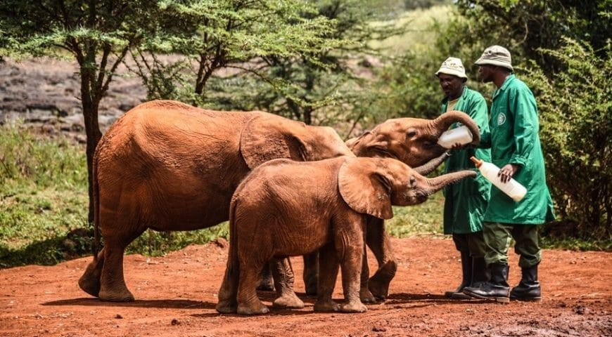 david-sheldrick-wildlife-1711208277.jpg