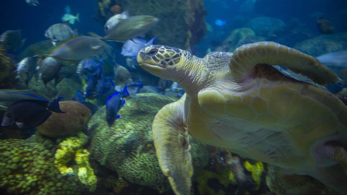 sea-turtles-aquarium-1711208277.jpg