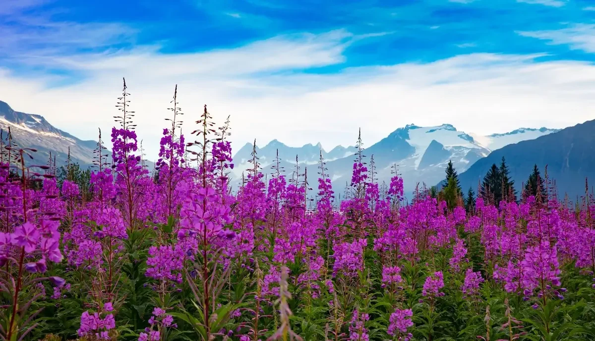 Mùa xuân ở Alaska