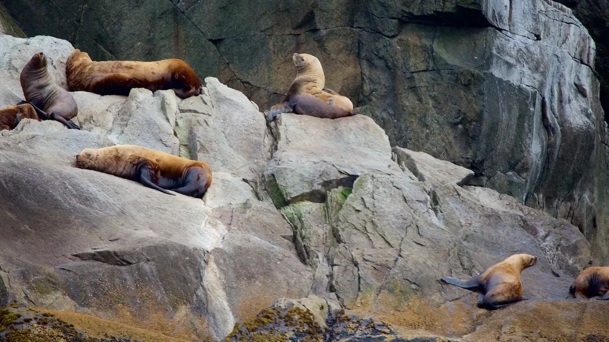 Vườn quốc gia Kenai Fjords