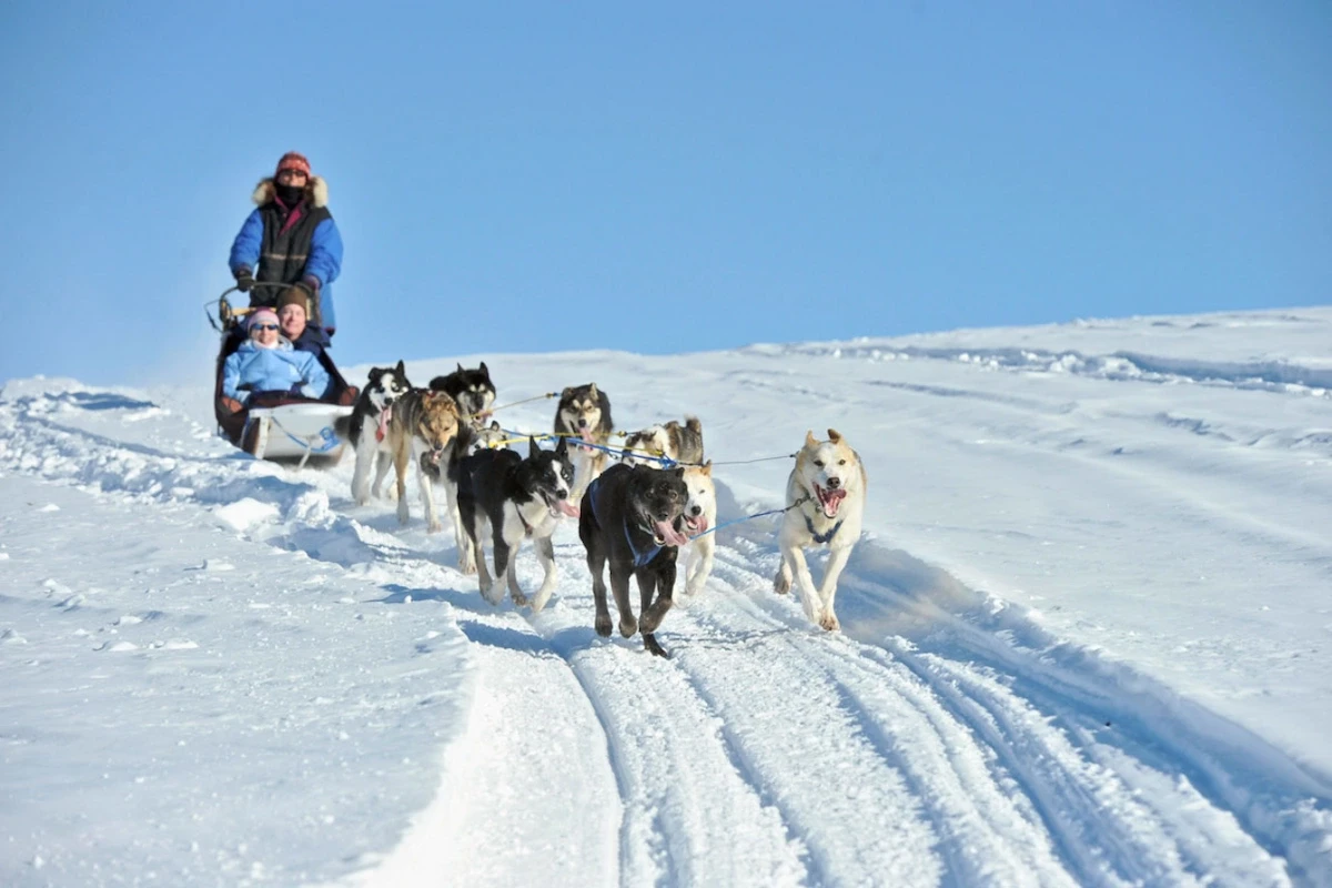 Xe chó kéo (Dog Sleds)