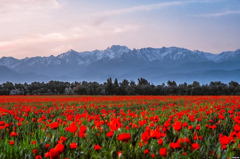 image-1750671918.webp