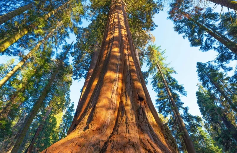 image-40-1754538550.webp