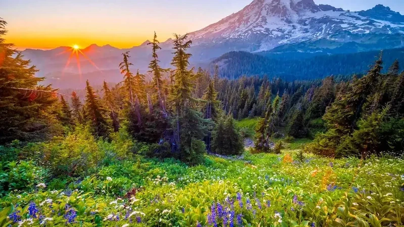 image-49-1754540998.webp