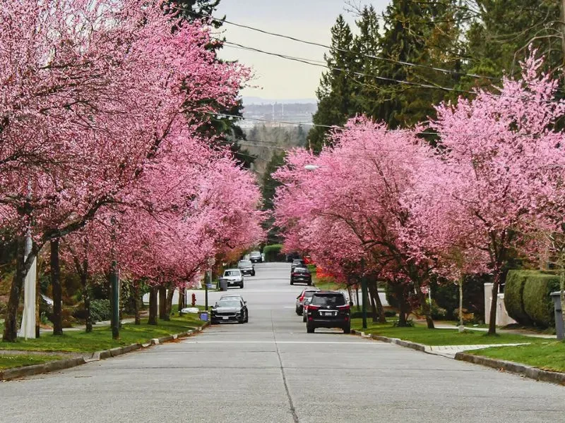 Mùa xuân (Tháng 4 - Tháng 6) tại Canada