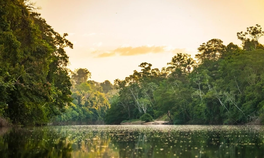 Khu bảo tồn thiên nhiên trung tâm Suriname