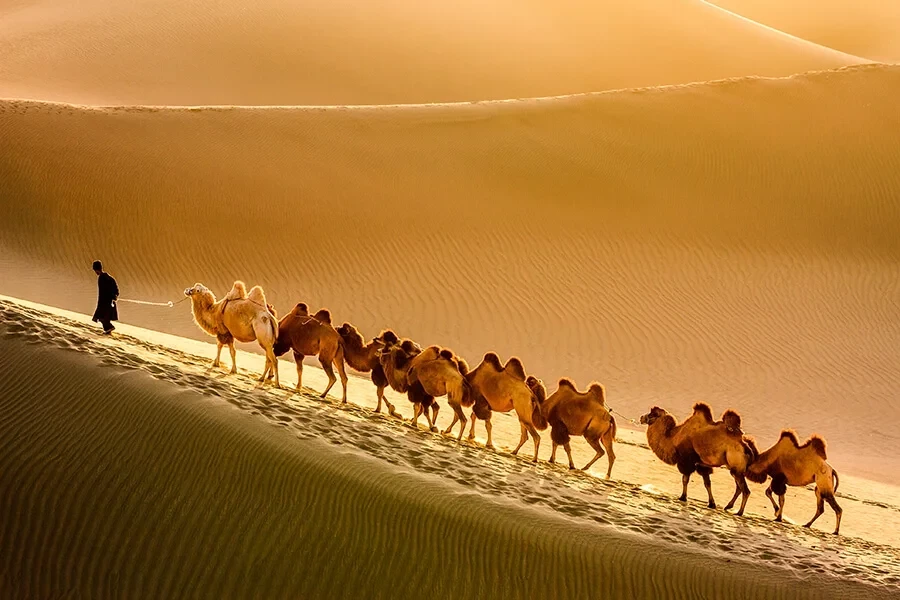 sa-sac-gobi-2-1744557571-1786950281.webp