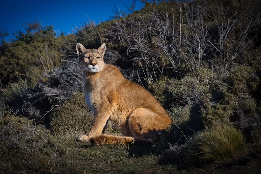 Báo puma tại Patagonia