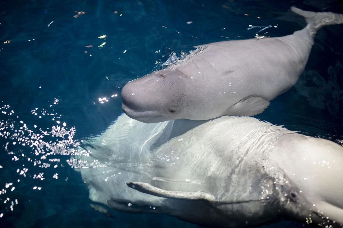 Thiên đường của cá voi trắng Beluga