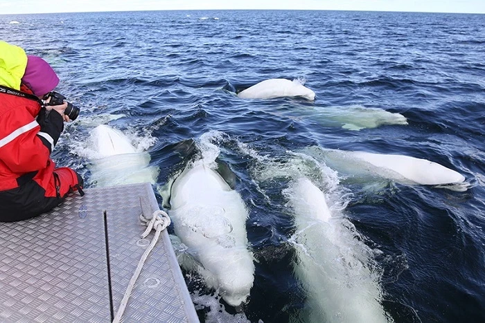 Tương tác với cá voi Beluga