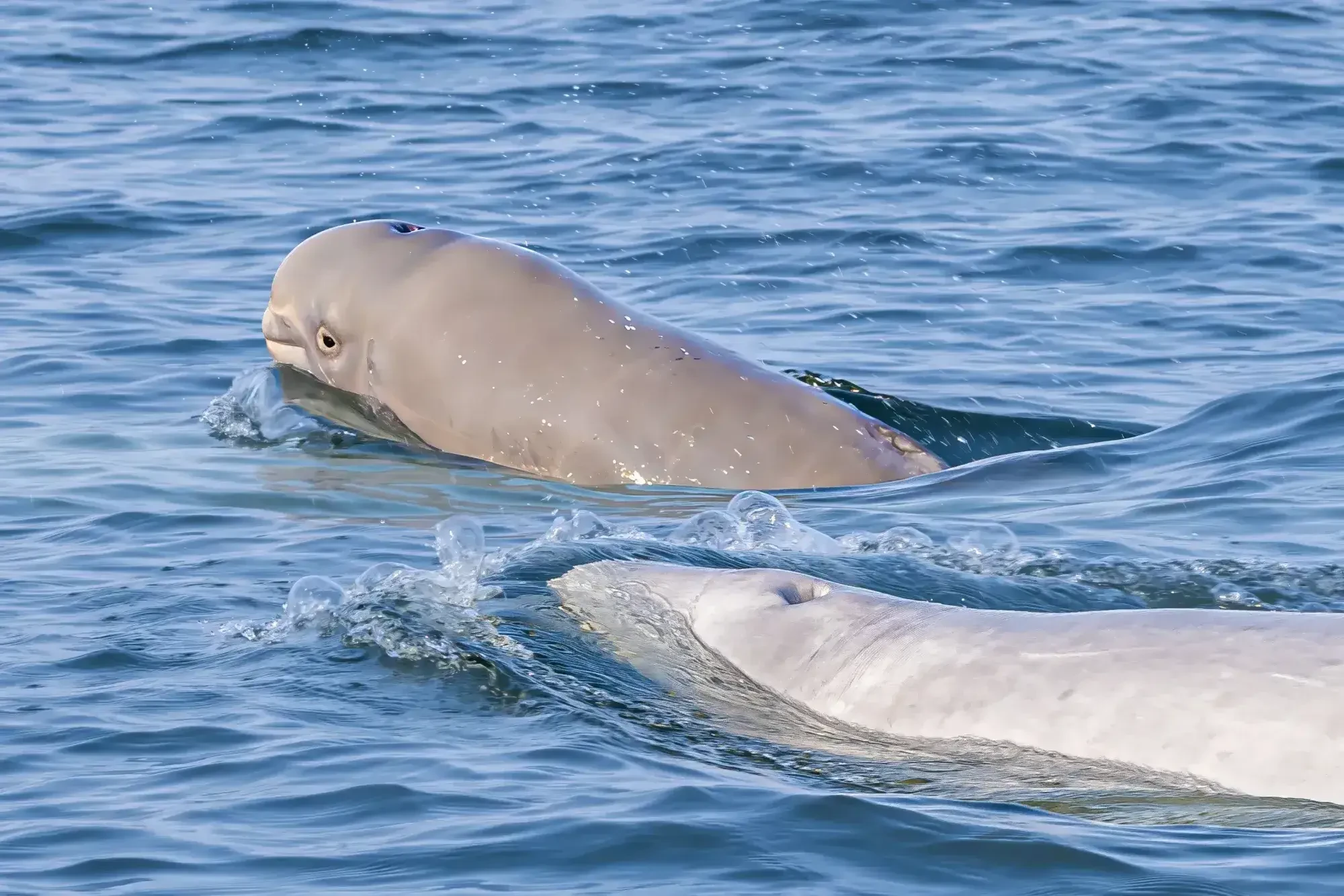 ngam-ca-voi-beluga-tai-churchill-1793149218.webp