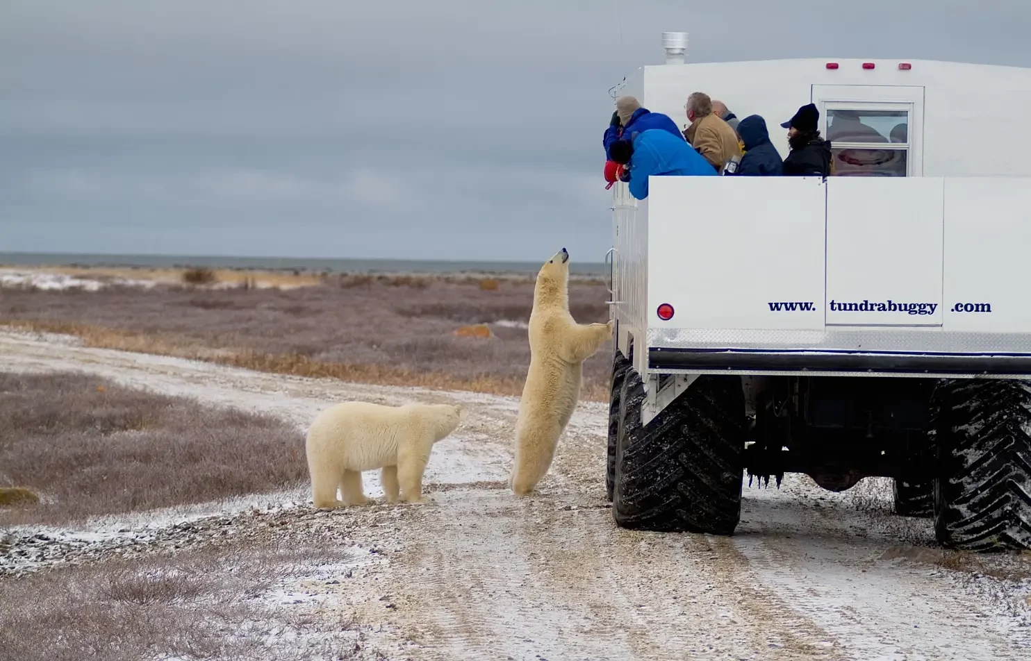 Xe Tundra Buggy 