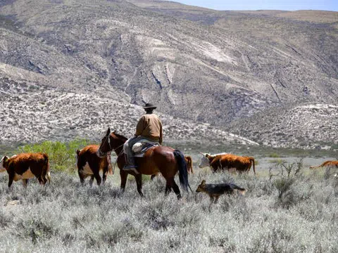 Gaucho là gì? Khám phá văn hóa cao bồi Nam Mỹ trên thảo nguyên Pampas