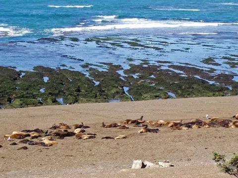Khám phá bán đảo Valdes Patagonia: Thiên đường hoang dã vĩ đại của Argentina