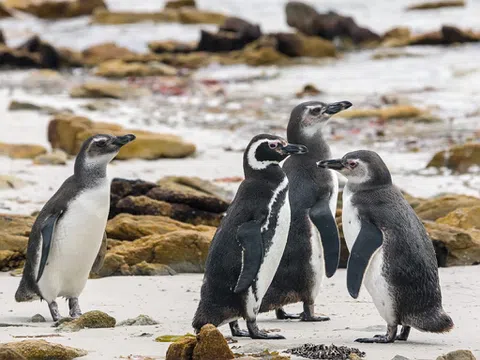 Khám phá hồ General Carrera Patagonia: Tuyệt tác thiên nhiên tại Nam Mỹ
