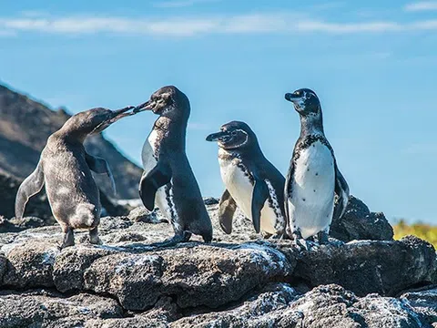Khám phá khu bảo tồn chim cánh cụt Punta Tombo: Thiên đường hoang dã tại Patagonia