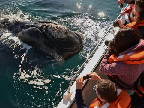 Kinh nghiệm ngắm cá voi tại Puerto Madryn: Hành trình khám phá thiên nhiên vĩ đại