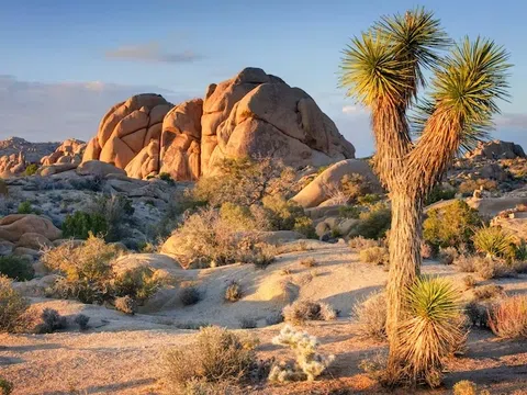 Vườn quốc gia Joshua Tree: Khám phá sa mạc kỳ bí của California