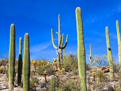 Vườn quốc gia Saguaro: Lạc giữa rừng xương rồng khổng lồ tại nước Mỹ