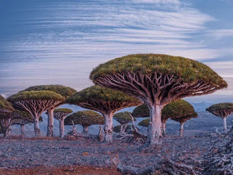 Những trải nghiệm nên có khi đến với Socotra?