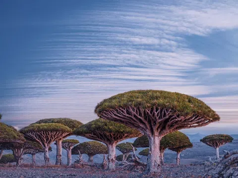 Khám phá Socotra huyền bí: 11 ngày 10 đêm du lịch đến "viên ngọc quý" của Ấn Độ Dương
