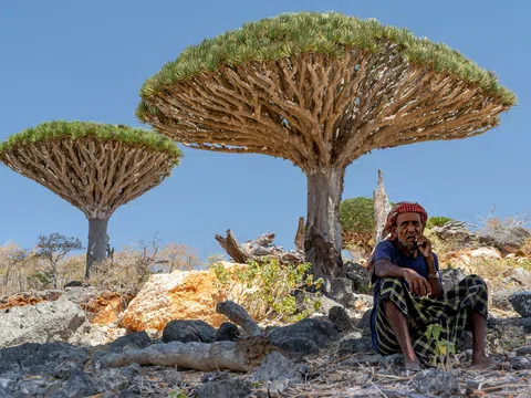 Socotra - hòn đảo kỳ lạ và hoang sơ nhất hành tinh