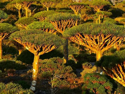 Kinh nghiệm du lịch Socotra