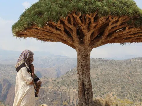 Những lưu ý quan trọng khi du lịch Socotra