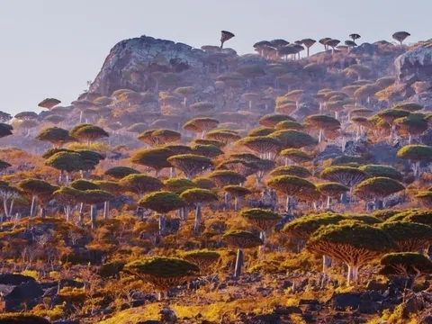 Khám phá hệ sinh thái kỳ thú của Socotra: Nơi tồn tại của các “sinh vật ngoài hành tinh”