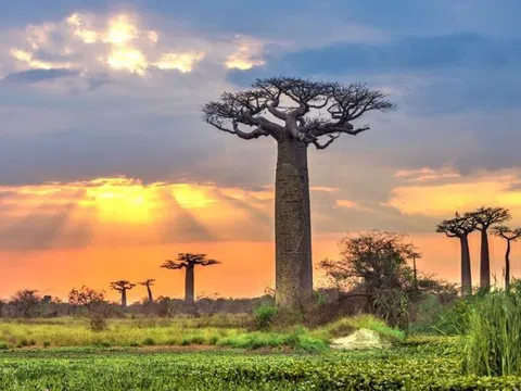 Tại sao cây baobabs là biểu tượng của Madagascar?