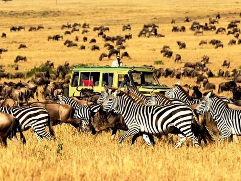 Chương trình du lịch Châu Phi mùa thú di cư độc đáo nhất