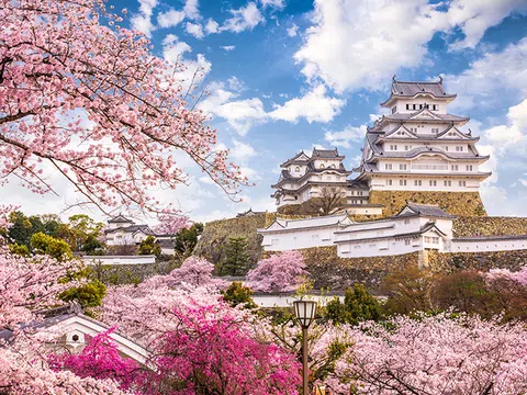 Tour du lịch Nhật Bản 6N5Đ | Hành trình ngắm sắc hoa anh đào Nhật Bản 2024