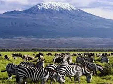 Tour du lịch Đông Phi 13N12Đ | MÙA THÚ DI CƯ: KENYA - ZAMBIA - TANZANIA